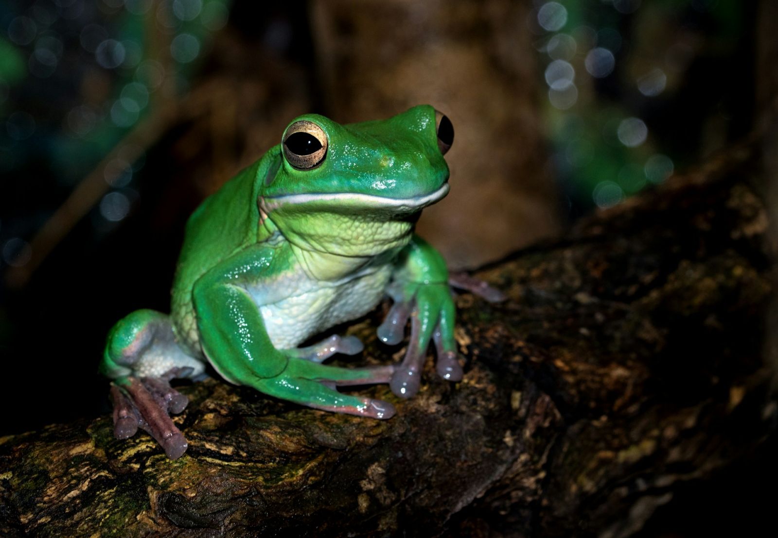 Laubfrosch Grüne Praxis