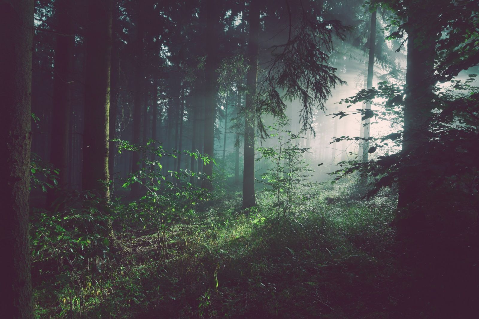 Wald Waldpatenschaft